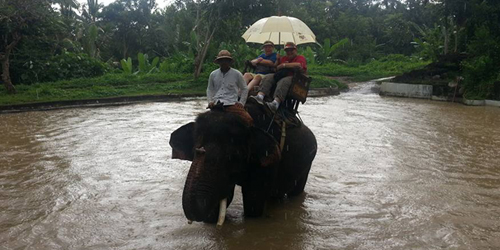 essential elepant riding bali tour activity package